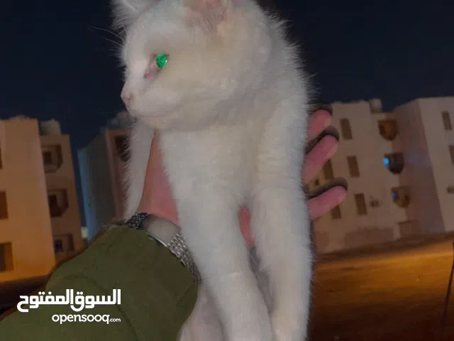 بسمي الله مشاء الله قط للبيع