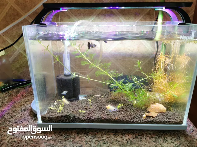 حوص صغير مع الاسماك small tank with fish