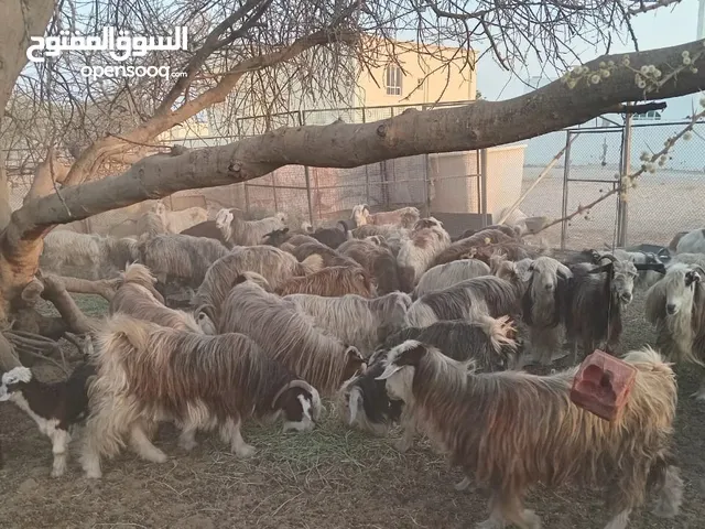 حلال للبيع