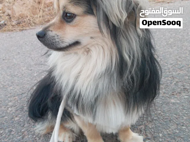 كلب ذكر للبدل