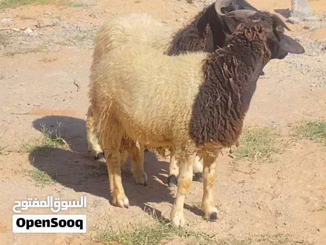 السلام عليكم