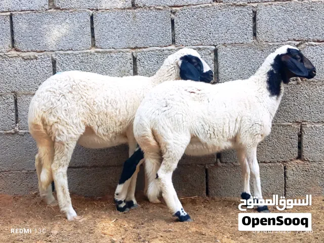 حوليات درجة اولى تبارك الرحمن
