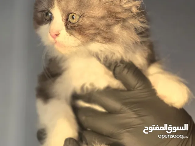 قطط مكس هملايا و سكوتش هايلاند