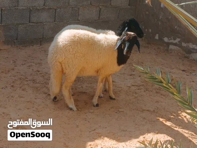 زوز فطايم وطنيات  الله يبارك  فطايم نظاف عز ماتمقرس