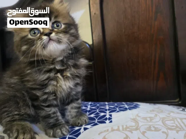 2 كيتنز تايجر عمر 56 يوم لعوبين جدا