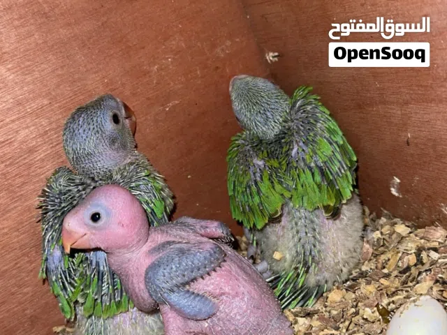 فروخ متاتو