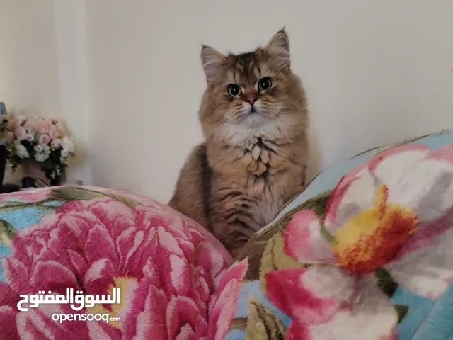 Pure British Long Hair 8 months very beautiful looks like a Lion. The best cat for home and family.