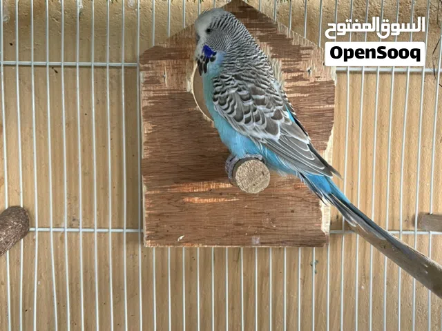 ذكر إنجلش حار