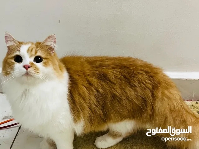 متاح قطط شيرازي
