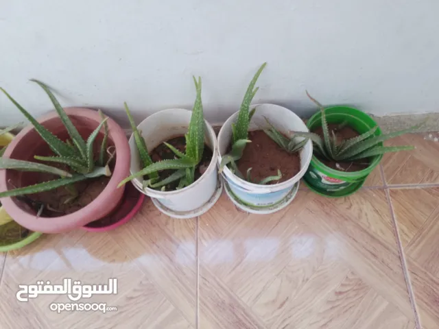 شجيرات اوليفيرا 13 شجرة و عررض نااااااااررر الشجرة بدينار والعرض جميعهم ب10دنانير