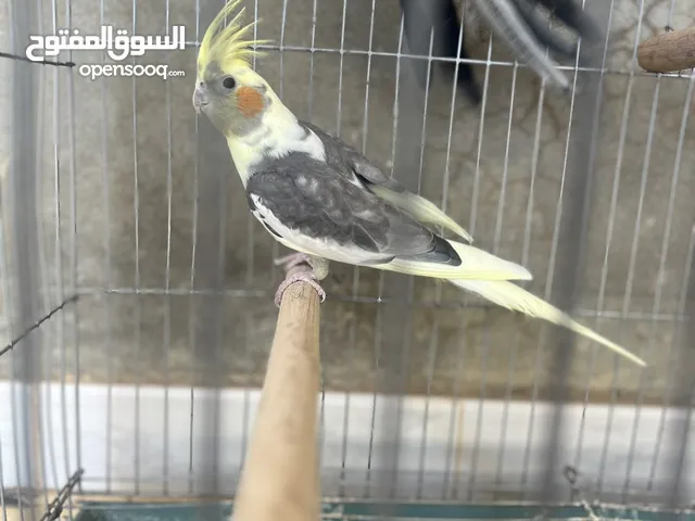 ذكورة كوكتيل