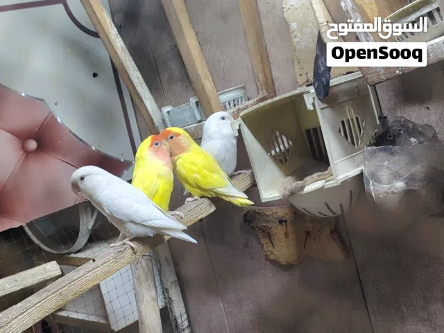 طيور غندورة