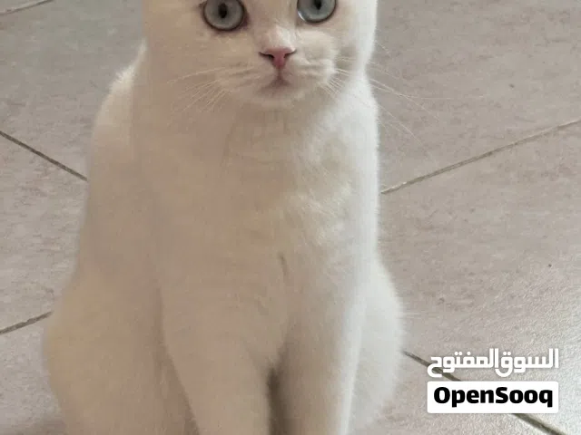 Scottish Shorthair Kitten for Sale