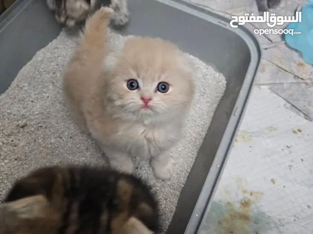 قط شيرازي  شامبين كرميل ذكر شعر طويل جدا