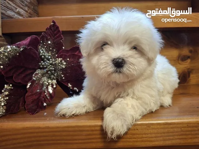 بومرينن و شيتزو و بيكينوا ميني بيور للبيع اعلى مستويات و افضل سعر