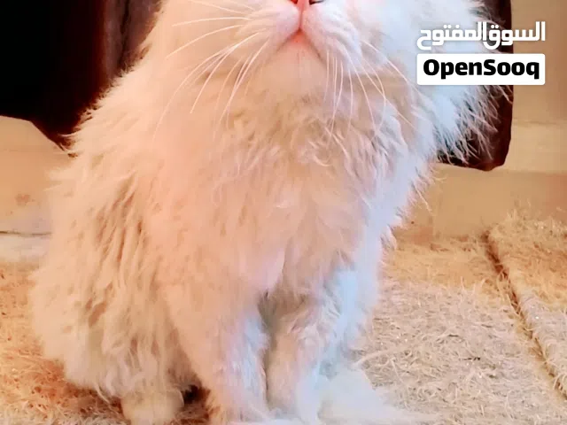 بِسس/شيرازي/أليف/هادئة/جميله