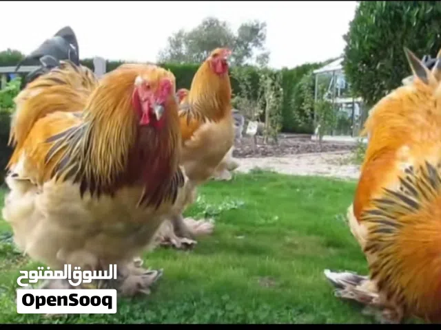 متوفر بيض دجاج برهما عملاق للون ربي يبارك