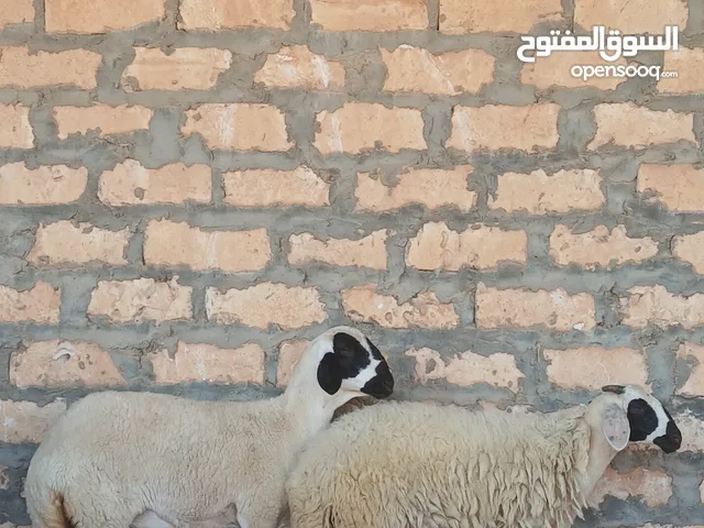 زوز فطايم متع تربيه ربي يبارك