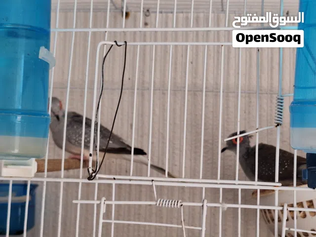 نوع طيور زوج السعر 130
