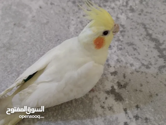 كوكتيل اليف انثى عمر 7 شهور متفاعل مع البشر ولطيف جداا مع البشر لمن له خاطر يشتري صحه جيده واكل زين