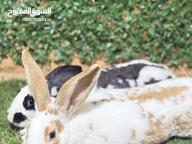 السلام عليكم