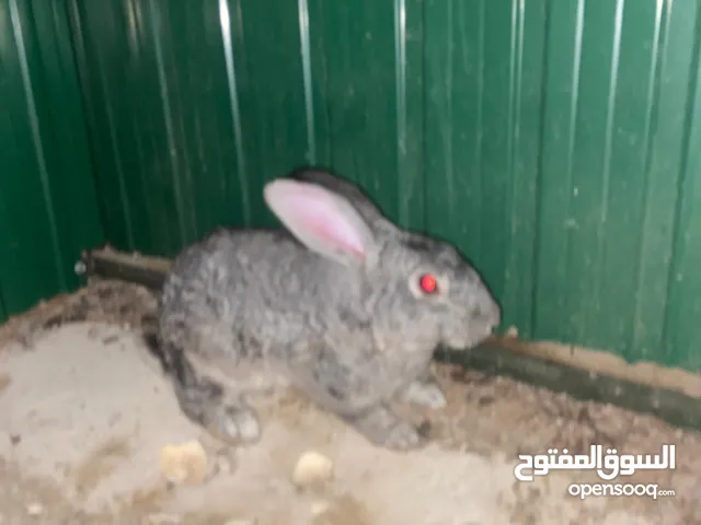 للبيع ارنب بري