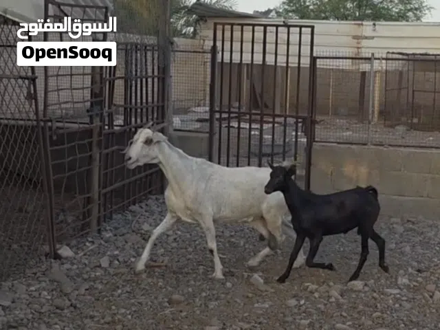شاه صوماليه الحجم الكبير ومعها تيس مشروع فحل
