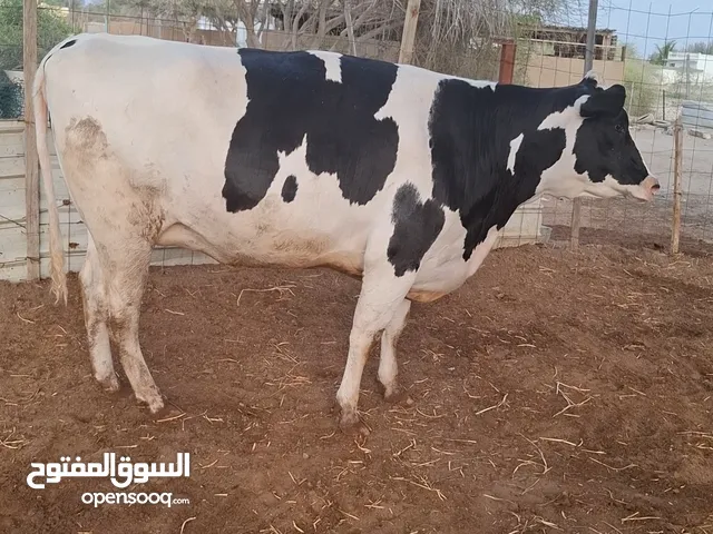 ابقار هولنديه للبيع اقرأ الوصف