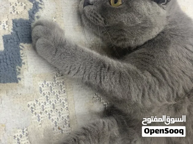 قط سكوتش فولد