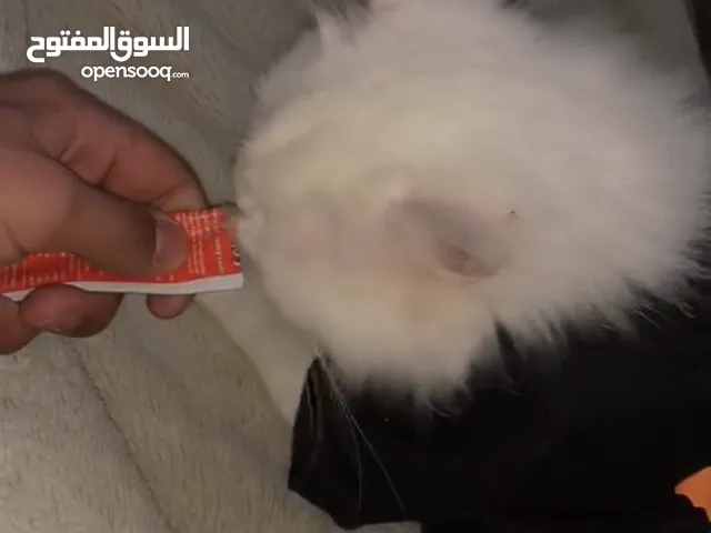 قطة سكوتش فولد انثى ماخدة جميع المطاعيم