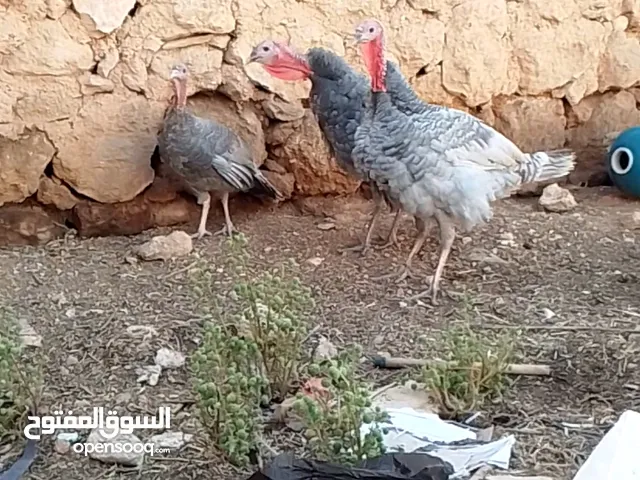 حبش للبيع انثاي وذكرين