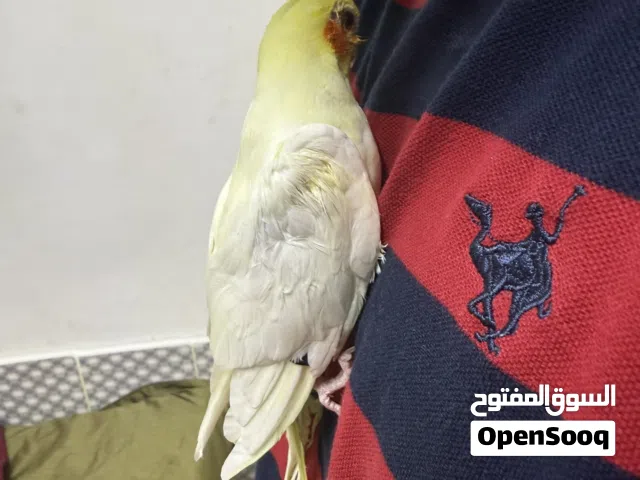 Male cocktail for sale text on WhatsApp for more details pls no call