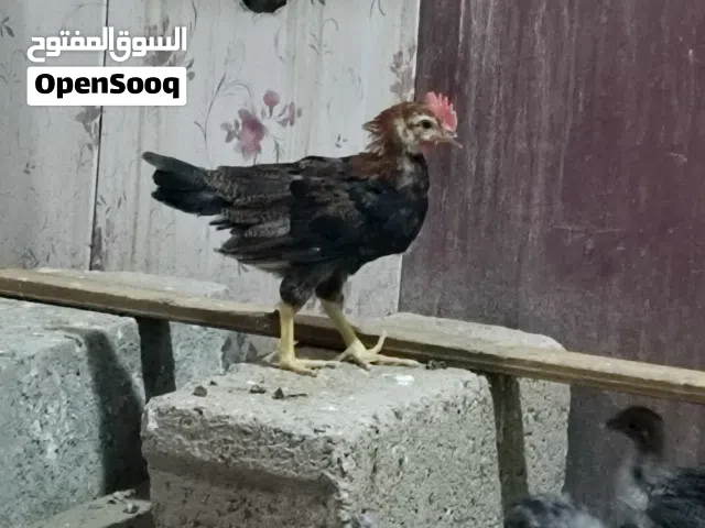 ديوجه كويتي
