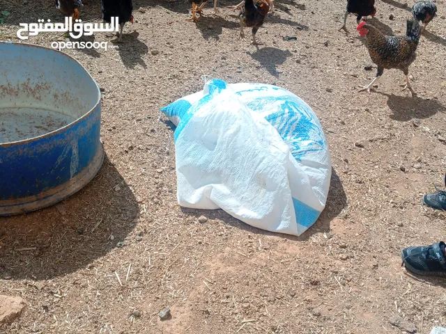 فروخ ديوك للبيع