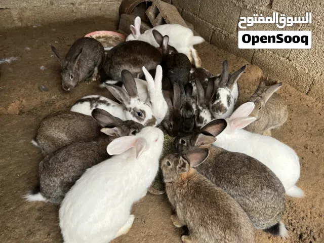 ارانب للبيع رقم المالك في الشرح انا مجرد عارض فقط