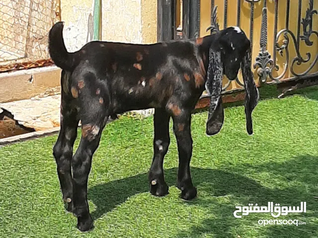 العنوان بركه ابوظبي موديل 2000 للاغنام المميزه للبيع