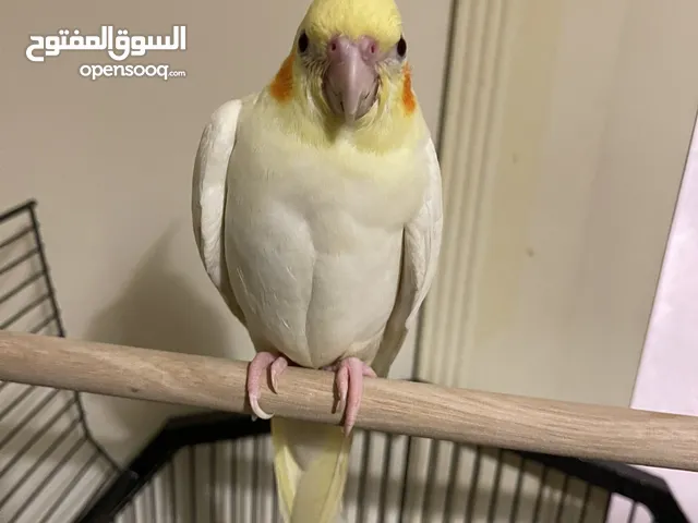 Cockatiel for sale