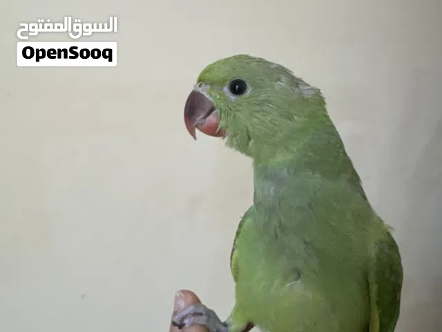 Premium Baby Indian Ringneck (IRN) –  Green &Yellow