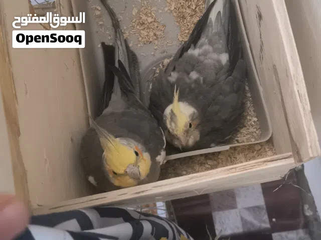 سلام عليكم زوج كوكتيل جواهن فرخ بدن يفقسن كلش حلوات شرط الاتتاج سعر 80