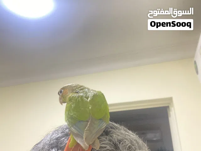 باينبل كونيور