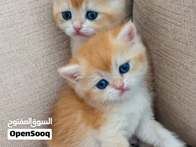 قطط برتش شنشـيلا NY12 بيور فاخرة Premium British Shorthair Chinchilla NY12 Kittens
