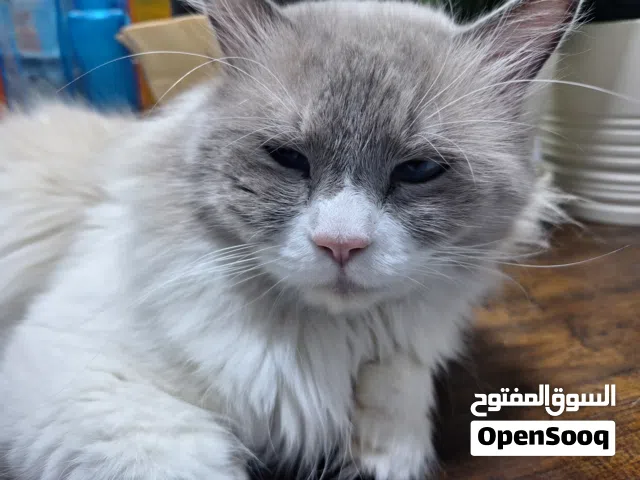 Siamese and himalayan mixbreed cat for sale