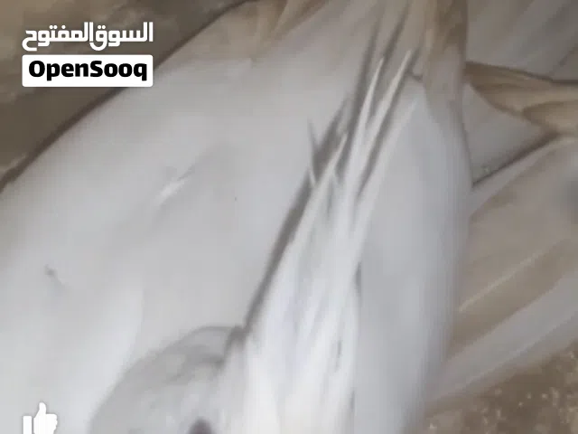 طيرة كوكتيل البينو مضمونة