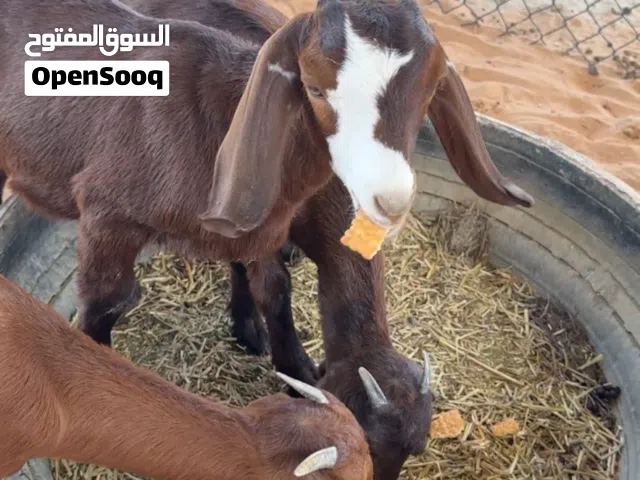 ذبايح قبرصيات تهجين بورقت شهرين ونص يصلحن للتربيه او الذبح