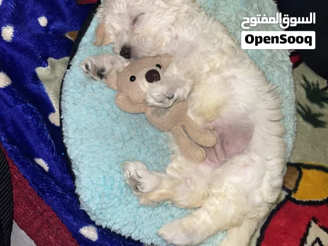 Maltipoo maltese