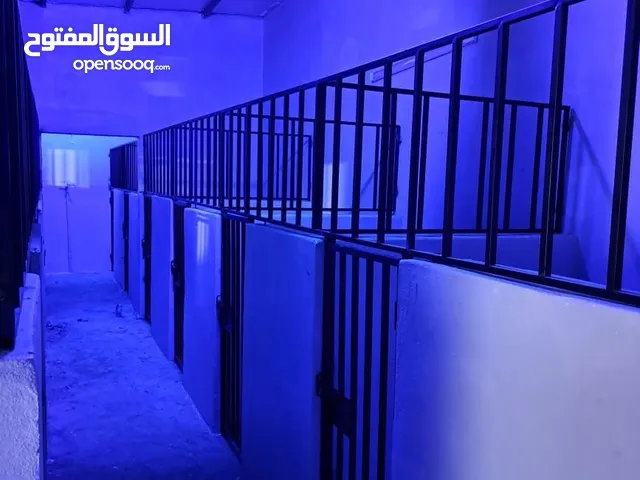 فندقة وتدريب واستضافة كلاب بأسعار منافسة