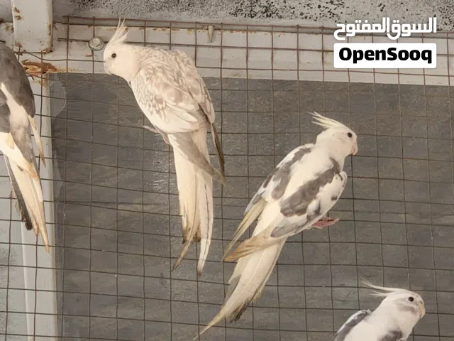 للبيع ازواج كوكتيل منتج بعضهم عندهم بيض ملقح