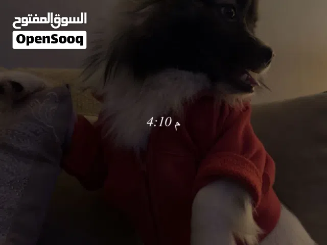 كلاب بي جوازه وا شفره رابكه فيه في جسمه