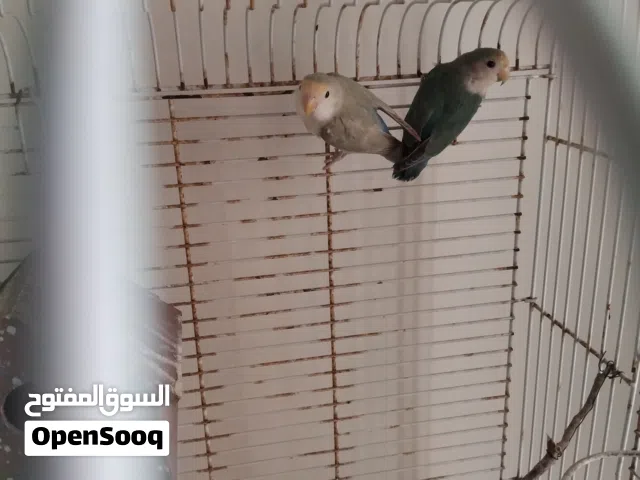 ببغاء الروز البركاديلو