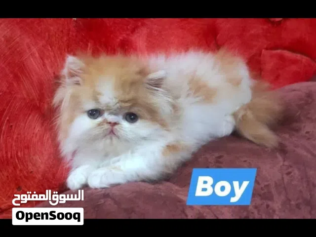 قط وقطه دباديب للبيع بيور بيرشن زورار شهرين ونص تربيه منزليه تماما وصحتهم ممتازه